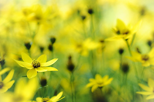 포토 JPG 해외이미지 식물 야생동물 자연 사람없음 야외 여름 노란색 환경 황무지 보호 작음 벌 묘사 생물학 부드러움 생태학 해외202004 해외포토 동물 계절 교육 컬러 곤충 컨셉 감각 크기 생태계 파일형식 이미지허브