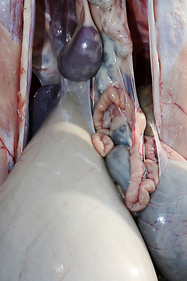 포토 JPG 해외이미지 동물 해부 육류 사람없음 내부 농장 죽음 양 오르간 생물학 날것 간 양고기 정육점 해외202004 해외포토 교육 농업 식재료 포유류 의학 상점 장기_의학 건반악기 파일형식 이미지허브