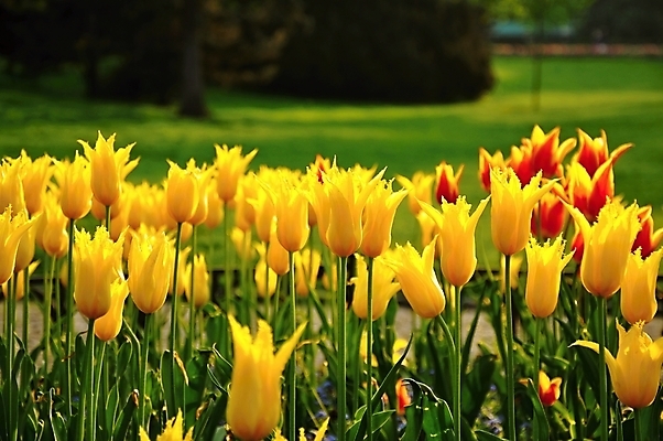 포토 JPG 해외이미지 식물 계절 공원 꽃잎 꽃 분홍색 백그라운드 잎 꽃무늬 밭 자연 부활절 사람없음 야외 빨간색 초록색 여름 컬러풀 햇빛 태양 노란색 머리 정원 맑음 봄 활발 튤립 성장 벚꽃 흰색 시골 신선 5월 해외202004 해외포토 자연요소 공공시설 기념일 컬러 컨셉 무늬 농업 날씨 신체부위 날짜 생태계 파일형식 이미지허브