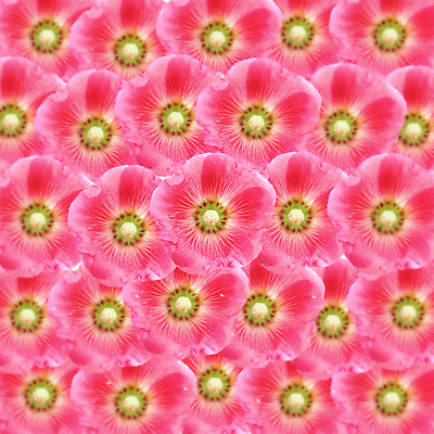 포토 JPG 해외이미지 식물 꽃 꽃다발 백그라운드 잎 꽃무늬 밭 농업 자연 새로움 사람없음 장식 초록색 여름 컬러풀 정원 성장 벚꽃 나뭇가지 신선 화려 개화 허브 해외202004 해외포토 나무 계절 산업 컬러 컨셉 무늬 생태계 파일형식 이미지허브