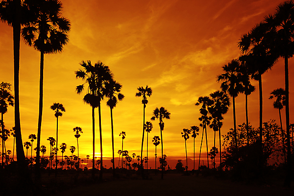 포토 JPG 해외이미지 나무 실루엣 백그라운드 자연 하늘 아침 추상 그림자 풍경 사람없음 야외 목재 여름 태양 평화 일출 환경 황혼 일몰 새벽 시골 저녁 해외202004 해외포토 주간 자연요소 식물 계절 컨셉 무늬 재료 촬영기법 노을 야간 생태계 파일형식 이미지허브