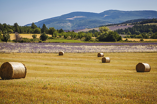 포토 JPG 해외이미지 백그라운드 밭 농업 자연 풍경 사람없음 야외 여름 농작물 농장 농경지 쌓기 프랑스 수확 시골 원형 볏짚 땅 뭉치 밀짚 밭일 프로방스 해외202004 해외포토 도형 계절 유럽 산업 모션 짚 생태계 파일형식 이미지허브