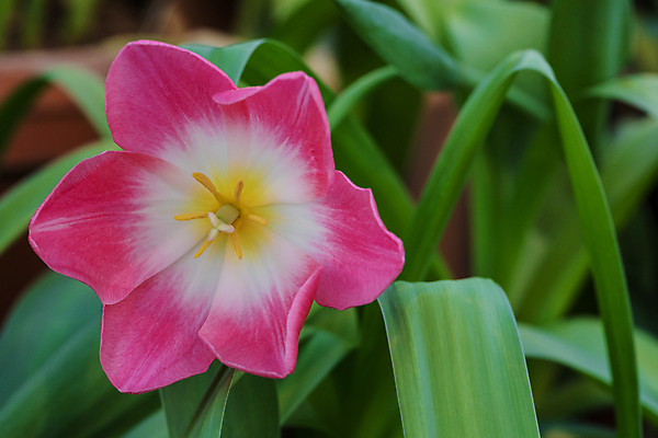 포토 JPG 해외이미지 식물 꽃잎 꽃 분홍색 꽃다발 백그라운드 잎 꽃무늬 밭 자연 사람없음 장식 빨간색 초록색 여름 컬러풀 노란색 환경 정원 보라색 침묵 봄 튤립 벚꽃 흰색 신선 우아함 선택 네덜란드 원예 초대 고립 많음 해외202004 해외포토 계절 유럽 컬러 컨셉 무늬 농업 취미 소리 생태계 파일형식 이미지허브