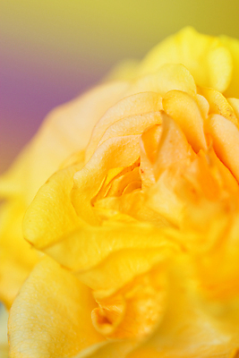 포토 JPG 해외이미지 식물 계절 기념일 꽃잎 꽃 꽃다발 결혼 백그라운드 컨셉 잎 꽃무늬 패턴 데이트 오렌지 자연 기념 발렌타인데이 선물 사랑 사람없음 장식 장미 머리 정원 벚꽃 축하 인사 신선 오픈 우아함 닫기 유혹 싱글 열정 장례 완전 해외202004 해외포토 감정 무늬 과일 모션 데이이벤트 이벤트 신체부위 예절 생태계 파일형식 이미지허브