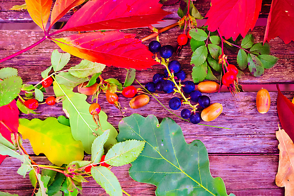 포토 JPG 해외이미지 식물 옷 공원 열매 꽃 어린이 음식 분홍색 신발 잎 크리스마스 2 벤치 과일 자연 포도 새로움 부츠 건강 사람없음 목재 장식 빨간색 초록색 장미 갈색 유행 산책 가을 흰색 아기 신선 쌍 샌들 가죽 다발 오브젝트 고무 내추럴 고립 숙성 양발 총각무 스타일 해외202004 해외포토 나무 계절 공공시설 기념일 컬러 컨셉 의자 재료 휴식 사람 무 생태계 파일형식 이미지허브