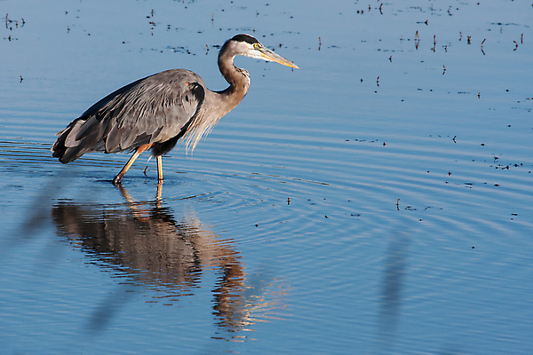 포토 JPG 해외이미지 동물 응시 호수 야생동물 음식 자연 조류 낚시 어류 사람없음 야외 물 파란색 컬러풀 관찰 연못 잡기 입 큼 먹이 먹기 왜가리 배고픔 깃털 호기심 부리 육식동물 물새 노려봄 경보 해외202004 해외포토 자연요소 시선 감정 컬러 컨셉 모션 레저 표정 신체부위 수중동물 크기 생태계 파일형식 이미지허브
