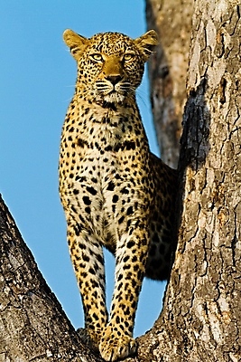 포토 JPG 해외이미지 주간 나무 한마리 응시 야생동물 자연 그림자 사람없음 야외 맹수 표범 해외202004 해외포토 자연요소 식물 동물 1 시선 포유류 생태계 파일형식 이미지허브