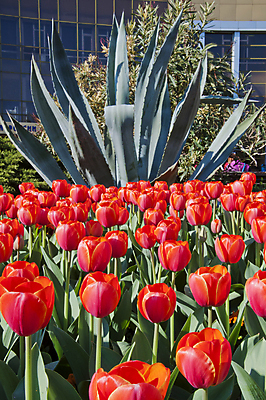 포토 JPG 해외이미지 식물 계절 기념일 꽃잎 꽃 줄기 분홍색 백그라운드 꽃무늬 밭 농업 자연 휴가 부활절 사람없음 야외 빨간색 초록색 여름 컬러풀 햇빛 농장 노란색 환경 정원 보라색 봄 튤립 성장 벚꽃 흰색 시골 원예 데이지 장면 지역 내추럴 블러 해외202004 해외포토 산업 컬러 무늬 이벤트 취미 태양 생태계 파일형식 이미지허브