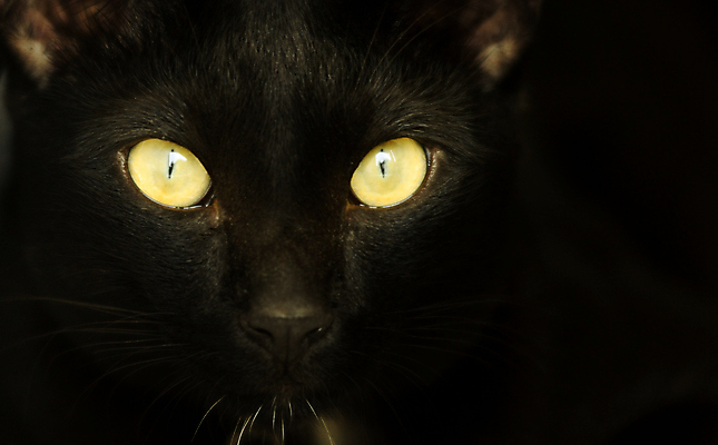 포토 JPG 해외이미지 동물 응시 남자 얼굴 백그라운드 자연 추상 수염 털 사람없음 반려동물 노란색 검은색 고양이 어둠 할로윈 행운 닫기 무서움 만족 마법 해외202004 해외포토 시선 감정 컬러 컨셉 무늬 포유류 모션 사람 신체부위 생태계 파일형식 이미지허브