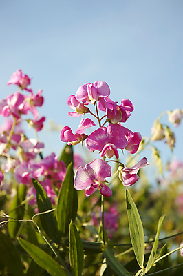 포토 JPG 해외이미지 식물 꽃잎 꽃 분홍색 자연 사람없음 야외 한개 들꽃 허브 평야 해외202004 해외포토 1 컬러 생태계 파일형식 이미지허브