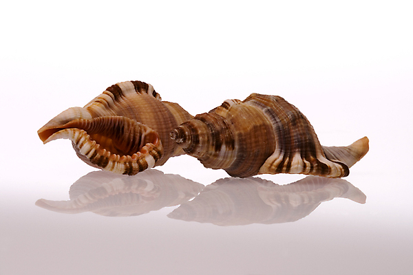 포토 JPG 해외이미지 동물 음식 모래 바다 패턴 자연 조개 연체동물 해변 사람없음 물 빛 바닷속 수중 껍질 소라 묘사 질감 내추럴 고립 이국적 해외202004 해외포토 자연요소 무늬 어패류 무척추동물 생태계 파일형식 이미지허브