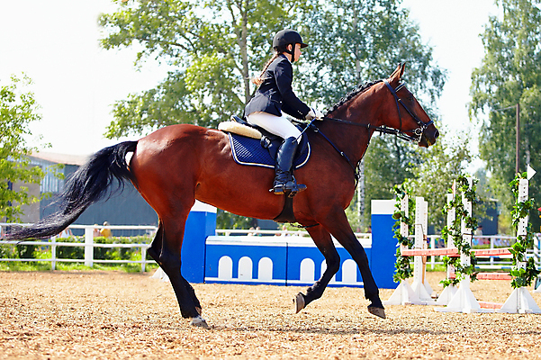 포토 JPG 해외이미지 동물 직업 여자 남자 얼굴 스포츠 포즈 포유류 자연 한명 사람 야외 울타리 반려동물 갈색 경쟁 흰색 승마 승차 갈기 안장 굴레 방목장 해외202004 해외포토 1 컬러 컨셉 모션 신체부위 담장 생태계 파일형식 이미지허브