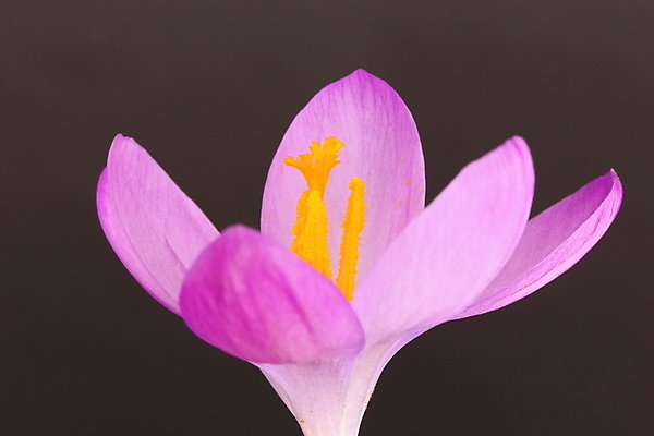 포토 JPG 해외이미지 식물 꽃잎 꽃 전구 자연 사람없음 정원 봄 작음 해외202004 해외포토 계절 크기 생태계 파일형식 이미지허브