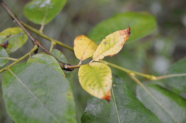 포토 JPG 해외이미지 나무 식물 계절 공원 음식 잎 패턴 과일 자연 프레임 건강 사람없음 야외 목재 초록색 컬러풀 태양 농장 정원 수확 껍질 가을 나뭇가지 신선 숲 유기농 질감 내추럴 숙성 해외202004 해외포토 자연요소 웰빙 공공시설 컬러 무늬 농업 재료 생태계 파일형식 이미지허브