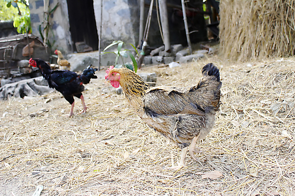 포토 JPG 해외이미지 동물 응시 여자 음식 백그라운드 오렌지 자연 조류 사람없음 야외 가로 빨간색 초록색 여름 농장 갈색 머리 정원 치킨 가축 시골 먹이 밀 먹기 깃털 내추럴 밭일 암탉 해외202004 해외포토 시선 계절 컬러 농업 과일 모션 곡류 사람 신체부위 닭 암컷 생태계 닭고기요리 파일형식 이미지허브