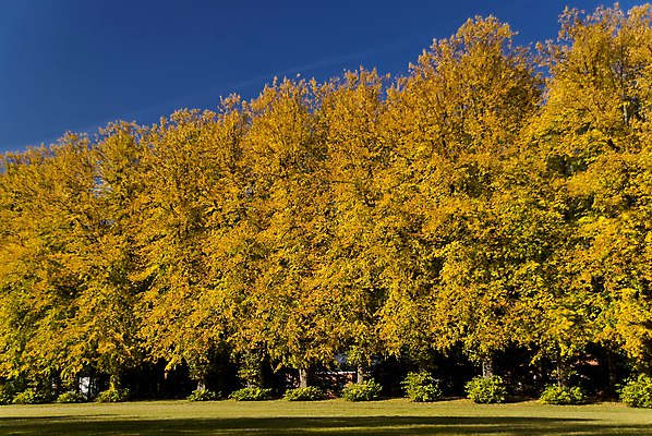 포토 JPG 해외이미지 나무 식물 계절 공원 단풍 잎 자연 풍경 사람없음 초록색 정원 맑음 가을 원예 내추럴 그리너리 해외202004 해외포토 공공시설 컬러 날씨 취미 생태계 파일형식 트랜드컬러 이미지허브