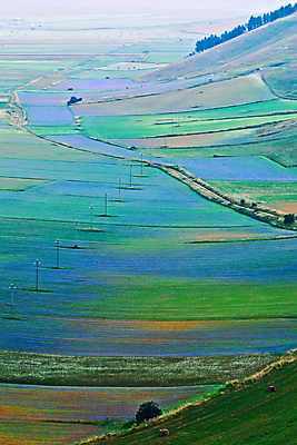 포토 JPG 해외이미지 나무 식물 꽃 밭 농업 산 사람없음 야외 초록색 파란색 이탈리아 시골 개화 제비꽃 해외202004 해외포토 유럽 산업 컬러 파일형식 이미지허브