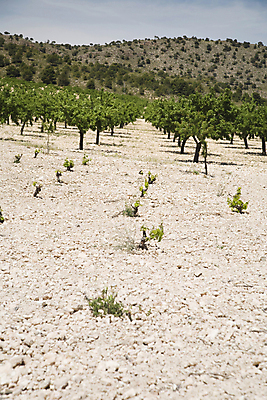 포토 JPG 해외이미지 나무 식물 구름 유럽 모래 밭 농업 자연 하늘 건조 사람없음 농작물 농장 와인 바위 스페인 땅 관목 포도나무 땅바닥 해외202004 해외포토 자연요소 나라 산업 바닥 주류 돌_바위 과일나무 생태계 파일형식 이미지허브