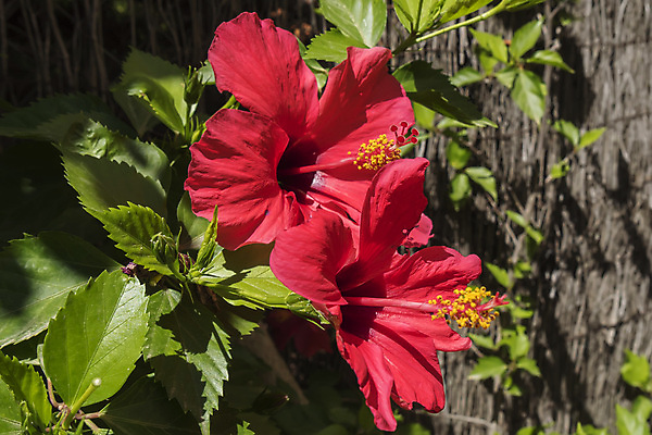 포토 JPG 해외이미지 주간 잎 자연 사람없음 야외 빨간색 나뭇가지 히비스커스 해외202004 해외포토 자연요소 나무 식물 꽃 컬러 생태계 파일형식 이미지허브