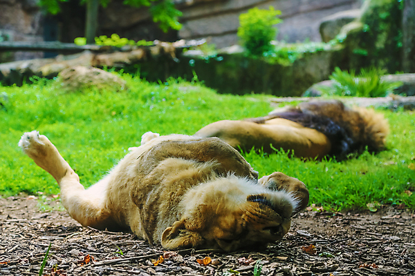 포토 JPG 해외이미지 동물 공원 여자 남자 얼굴 야생동물 모래 여행 2 포유류 가족 아프리카 자연 휴식 털 동물원 사람없음 노란색 고양이 힘 잠 위험 사자 큼 왕 육식동물 새장 갈기 사자자리 남쪽 암사자 전국 테마 해외202004 해외포토 공공시설 나라 컬러 컨셉 관계 사람 신체부위 반려동물 별자리 크기 암컷 방향 생태계 케이지 파일형식 이미지허브