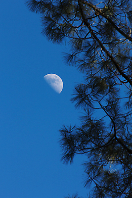 포토 JPG 해외이미지 잎 하늘 풍경 사람없음 야외 파란색 달 야간 반달 해외202004 해외포토 자연요소 식물 컬러 파일형식 이미지허브