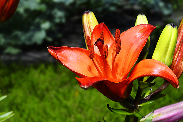포토 JPG 해외이미지 식물 꽃잎 꽃 문화 분홍색 백그라운드 잎 꽃무늬 자연 동양인 사람없음 장식 초록색 물 여름 컬러풀 노란색 머리 정원 봄 벚꽃 침대 신선 백합 원예 꽃가루 내추럴 꽃수술 생태학 해외202004 해외포토 자연요소 계절 교육 컬러 가구 무늬 인종 취미 신체부위 가루 생태계 파일형식 이미지허브