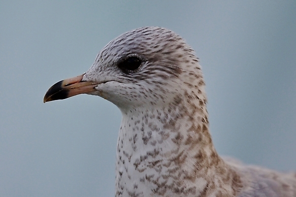 포토 JPG 해외이미지 백그라운드 캐나다 날개 갈매기 조류 하늘 사람없음 파란색 노란색 머리 검은색 놀람 회색 흰색 자신감 닫기 깃털 만족 그림 나이아가라 고립 해외202004 해외포토 동물 감정 컬러 북아메리카 모션 표정 신체부위 미국 파일형식 이미지허브