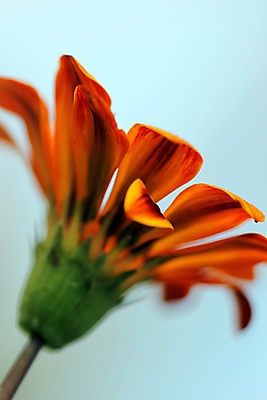 포토 JPG 해외이미지 식물 꽃잎 꽃 백그라운드 꽃무늬 오렌지 자연 사람없음 야외 빨간색 초록색 여름 컬러풀 노란색 정원 맑음 보라색 봄 줄무늬 성장 벚꽃 황금 닫기 자르기 아래 묘사 싱글 원예 질감 꽃가루 내추럴 알레르기 꽃수술 해외202004 해외포토 계절 컬러 무늬 과일 모션 날씨 취미 질병 가루 방향 생태계 위치 파일형식 이미지허브