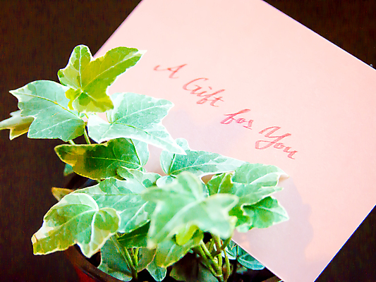 포토 JPG 해외이미지 디자인 계절 기념일 꽃 행복 리본 종이 분홍색 백그라운드 겨울 휴가 프레임 선물 미술 이벤트 사람없음 장식 초록색 파란색 상자 노란색 라벨 놀람 기쁨 흰색 축하 인사 신용카드 메시지 달콤 엽서 초대 해외202004 해외포토 식물 감정 컬러 컨셉 문화예술 표정 금융 예절 맛 편지 파일형식 이미지허브