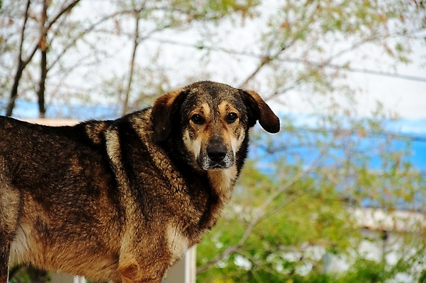 포토 JPG 해외이미지 동물 바다 포유류 자연 사람없음 여름 반려동물 달리기 점프 개 육식동물 송곳니 기르기 동반자 해외202004 해외포토 계절 모션 치아 생태계 돌봄 파일형식 이미지허브