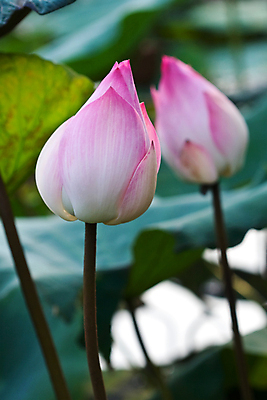 포토 JPG 해외이미지 식물 계절 공원 꽃잎 꽃 아시아 호수 분홍색 잎 꽃무늬 태국 자연 휴식 연꽃 동양인 사람없음 야외 초록색 물 여름 파란색 반사 환경 정원 보라색 검은색 벚꽃 흰색 연못 개화 백합 명상 내추럴 이국적 해외202004 해외포토 자연요소 공공시설 나라 컬러 컨셉 무늬 인종 생태계 파일형식 이미지허브