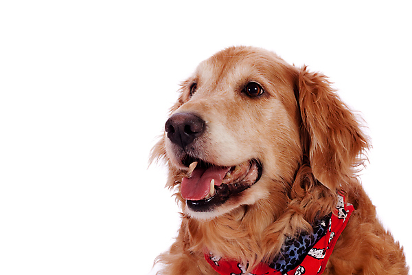 포토 JPG 해외이미지 동물 포유류 털 사람없음 반려동물 금발 개 골든리트리버 모피 흰배경 송곳니 기르기 해외202004 해외포토 헤어스타일 백그라운드 흰색 리트리버 치아 돌봄 파일형식 이미지허브