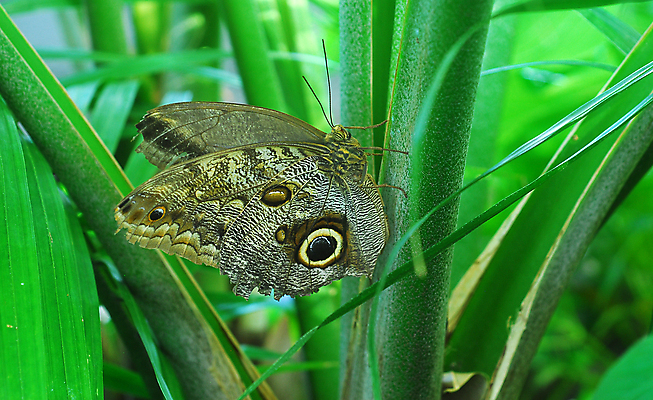 포토 JPG 해외이미지 동물 꽃 나비 곤충 날개 자연 사람없음 갈색 침묵 꿀 해외202004 해외포토 식물 컬러 소리 생태계 파일형식 이미지허브