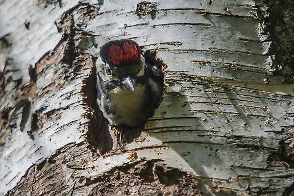 포토 JPG 해외이미지 나무 응시 유럽 야생동물 어린이 곤충 날개 자연 조류 병아리 노르웨이 사람없음 목재 빨간색 여름 컬러풀 머리 검은색 놀람 봄 흰색 아기 점 구멍 둥지 숲 작음 큼 손목시계 깃털 묘사 호기심 부리 수유 해외202004 해외포토 식물 동물 시선 계절 감정 나라 시계 컬러 컨셉 재료 장신구 표정 사람 신체부위 크기 생태계 파일형식 이미지허브