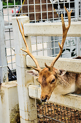 포토 JPG 해외이미지 동물 1 계절 행복 얼굴 야생동물 어린이 밭 오렌지 포유류 자연 거리 털 동물원 서기 성인 사람없음 야외 초록색 울타리 반려동물 농장 갈색 머리 맑음 봄 잡기 숲 먹이 배고픔 피부 귀 새장 올가미 내추럴 아기사슴 엘크 해외202004 해외포토 감정 새끼 컬러 농업 과일 모션 날씨 사슴 사람 신체부위 담장 생태계 케이지 파일형식 이미지허브