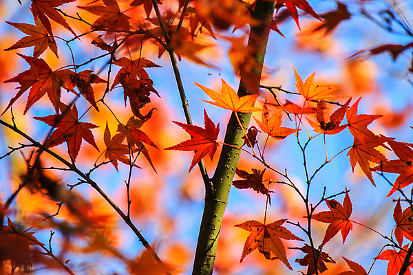 포토 JPG 해외이미지 나무 식물 계절 공원 실루엣 도로 여행 백그라운드 무지개 잎 패턴 자연 하늘 지붕 휴식 풍경 사람없음 빨간색 파란색 빛 컬러풀 햇빛 태양 정원 일본 활발 덮개 가을 나뭇가지 신선 보행로 닫기 숲 그늘 오솔길 강렬 해외202004 해외포토 자연요소 공공시설 아시아 길 컬러 컨셉 무늬 교통시설 모션 촬영기법 뚜껑 생태계 파일형식 이미지허브