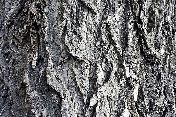 포토 JPG 해외이미지 나무 식물 디자인 선 패턴 자연 표면 날씨 건조 사람없음 목재 갈색 우주 줄무늬 회색 거친 주름 균열 보호 피부 묘사 유기농 질감 먼지 나무껍질 내추럴 미루나무 옛날 울퉁불퉁 접기 노화 해외202004 해외포토 웰빙 컬러 컨셉 무늬 재료 모션 신체부위 껍질 생태계 파일형식 이미지허브