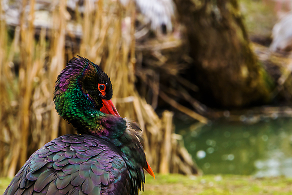 포토 JPG 해외이미지 동물 유럽 아시아 호수 얼굴 아프리카 조류 동물원 동양인 사람없음 옆모습 빨간색 물 빛 강 컬러풀 머리 검은색 연못 신선 습지 깃털 부리 계산서 동물상 민물 황새 해외202004 해외포토 자연요소 나라 뷰포인트 컬러 인종 신체부위 조형물 파일형식 이미지허브