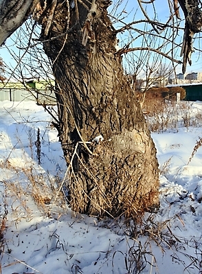 포토 JPG 해외이미지 나무 식물 공원 선 백그라운드 패턴 일러스트 자연 표면 날씨 추상 건조 사람없음 야외 목재 갈색 흰색 거친 보호 널 은색 숲 피부 묘사 유기농 생태계 질감 나무껍질 잡동사니 내추럴 그런지 미루나무 수목 옛날 울퉁불퉁 노화 해외202004 해외포토 웰빙 공공시설 컬러 컨셉 무늬 재료 신체부위 껍질 파일형식 이미지허브
