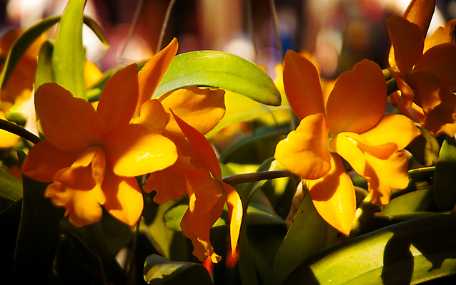 포토 JPG 해외이미지 식물 계절 꽃잎 꽃 꽃다발 백그라운드 꽃무늬 자연 선물 사람없음 장식 초록색 머리 정원 스파 화목 봄 활발 개화 난초 고급 우아함 맛 냄새 아로마 향 단아함 해외202004 해외포토 컬러 컨셉 무늬 신체부위 생태계 파일형식 이미지허브