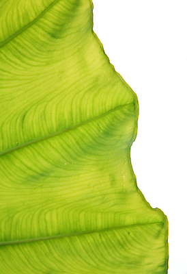 포토 JPG 해외이미지 모양 나무 구름 디자인 벽 백그라운드 컨셉 잎 패턴 일러스트 건축양식 자연 하늘 지붕 추상 새로움 주택 건강 미술 사람 사람없음 야외 초록색 여름 파란색 빛 컬러풀 태양 맑음 봄 흰색 신선 최고 사찰 닫기 질감 내추럴 고립 진짜 해골모형 스타일 해외202004 해외일러스트 자연요소 식물 계절 건축 컬러 무늬 종교건축 모션 날씨 문화예술 건물 모형 생태계 파일형식 이미지허브