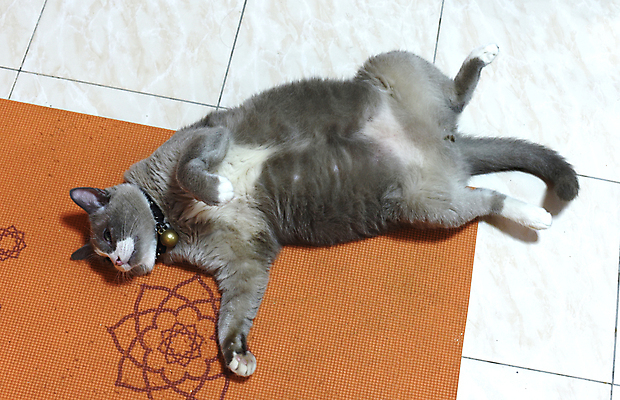 포토 JPG 해외이미지 동물 1 포유류 털 앉기 사람없음 반려동물 고양이 회색 잠 작음 솜털 해외202004 해외포토 컬러 모션 크기 파일형식 이미지허브