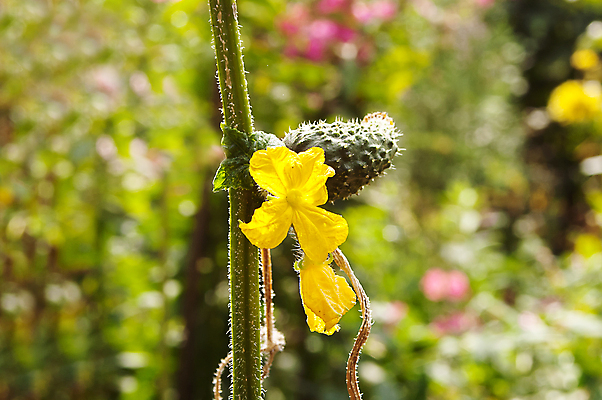 포토 JPG 해외이미지 식물 꽃잎 꽃 음식 줄기 백그라운드 잎 농업 다이어트 채소 과일 자연 오이 사람없음 초록색 여름 농작물 농장 노란색 정원 봄 수확 성장 벚꽃 시골 신선 개화 가시 닫기 떨어짐 이슬 작음 먹기 싱글 유기농 원예 생물학 숙성 온실 채식주의자 해외202004 해외포토 웰빙 계절 교육 산업 컬러 컨셉 모션 건강 취미 크기 생태계 채식 파일형식 이미지허브
