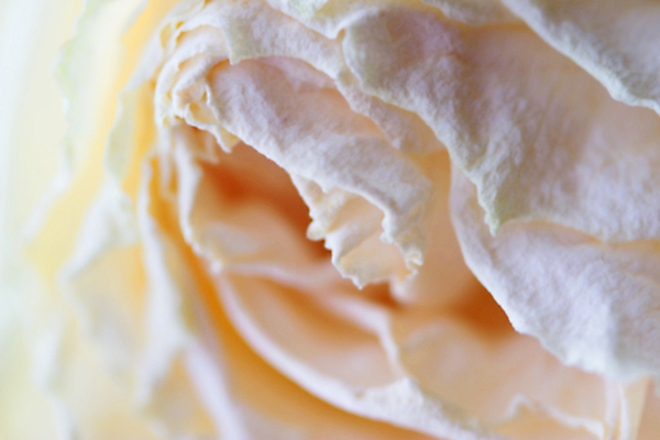 포토 JPG 해외이미지 식물 디자인 기념일 꽃잎 꽃 분홍색 결혼 백그라운드 컨셉 꽃무늬 모션 자연 발렌타인데이 선물 사랑 사람없음 장식 빨간색 장미 펼침 성장 축하 개화 닫기 묘사 주기 냄새 아로마 마법 애니메이션 리빙 해외202004 해외포토 감정 컬러 무늬 데이이벤트 이벤트 생태계 파일형식 이미지허브