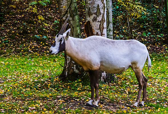 포토 JPG 해외이미지 동물 여자 남자 얼굴 야생동물 포유류 아프리카 뿔 동물원 종류 서기 성인 사람없음 반려동물 머리 사막 흰색 방목 영양 아라비아 멸종 두바이 스텝 이국적 반추동물 해외202004 해외포토 나라 컬러 모션 사람 신체부위 축산업 아랍에미리트 파일형식 이미지허브
