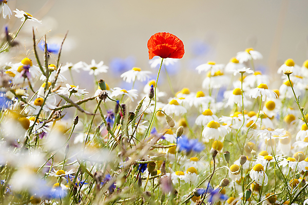 포토 JPG 해외이미지 식물 계절 꽃 꽃무늬 밭 자연 풍경 사람없음 야외 빨간색 초록색 파란색 빛 컬러풀 봄 벚꽃 흰색 시골 개화 데이지 양귀비 내추럴 해외202004 해외포토 컬러 무늬 농업 생태계 파일형식 이미지허브