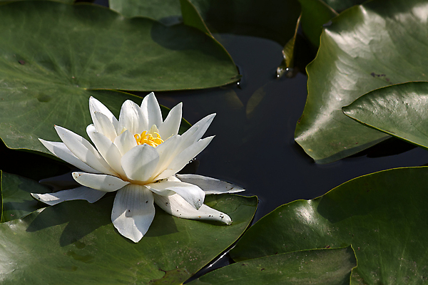 포토 JPG 해외이미지 식물 잎 자연 사람없음 물 흰색 연못 해외202004 해외포토 자연요소 컬러 생태계 파일형식 이미지허브