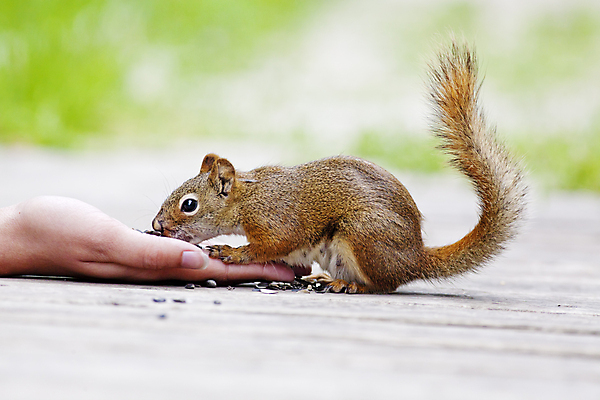 포토 JPG 해외이미지 동물 손 야생동물 캐나다 포유류 청소년 자연 씨앗 사람 사람없음 빨간색 믿음 아기 작음 먹이 모피 먹기 다람쥐 해외202004 해외포토 식물 감정 컬러 북아메리카 모션 신체부위 설치류 크기 생태계 파일형식 이미지허브