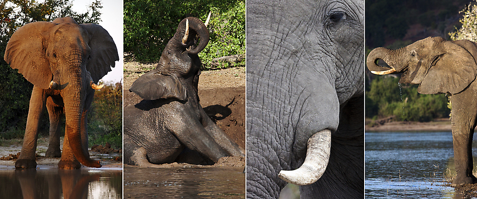 포토 JPG 해외이미지 동물 남자 야생동물 여행 2 포유류 아프리카 자연 코끼리 사람없음 강 목욕 마시기 큼 사파리 황소 귀 진흙 무거움 보츠와나 스플래쉬 해외202004 해외포토 나라 모션 사람 신체부위 청결 소 무게 크기 생태계 파일형식 이미지허브
