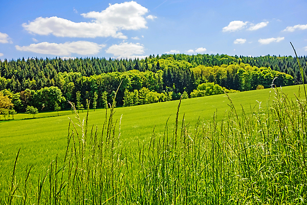 포토 JPG 해외이미지 나무 식물 구름 계절 백그라운드 밭 농업 자연 하늘 날씨 풍경 잔디 사람없음 야외 초록색 여름 파란색 햇빛 농장 환경 맑음 봄 흰색 시골 신선 숲 땅 언덕 장면 내추럴 밭일 평야 수평선 해외202004 해외포토 자연요소 산업 컬러 태양 생태계 파일형식 이미지허브